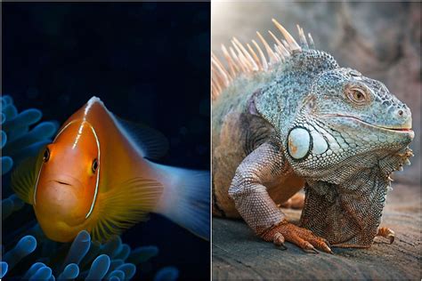are fish reptiles